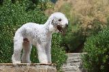 BEDLINGTON TERRIER